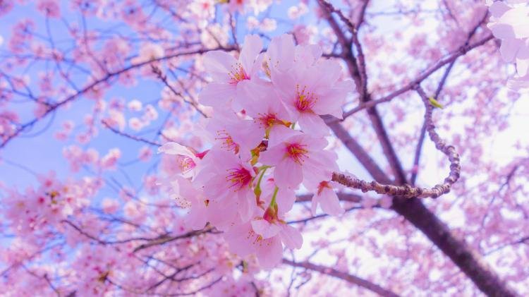 Tìm hiểu từ vựng và thành ngữ tiếng Anh liên quan đến mùa xuân qua hình ảnh sẽ cực kì hấp dẫn. Bạn sẽ khám phá được những cụm từ hữu ích và dễ nhớ thông qua các hình ảnh đầy màu sắc và sinh động.