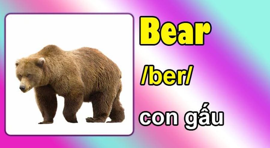 Con gấu tiếng anh là gì