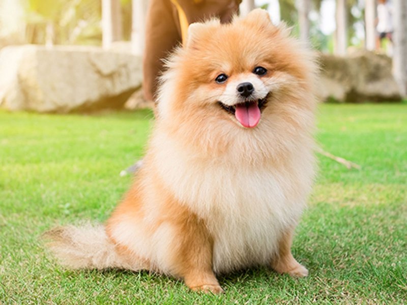 Viết về con vật yêu thích bằng tiếng tiếng Anh