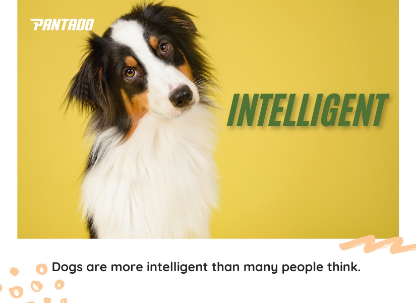 Định nghĩa và cách dùng “Intelligent”
