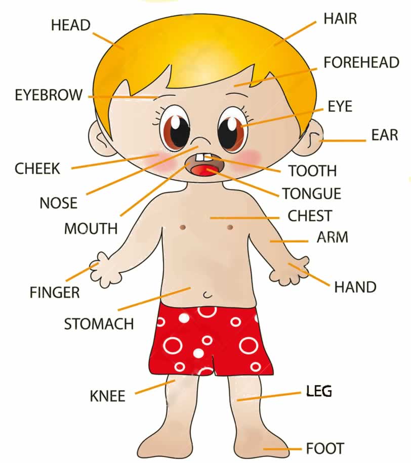 từ vựng tiếng Anh về bộ phận cơ thể người 
