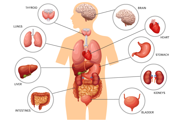 từ vựng tiếng Anh về bộ phận cơ thể người 
