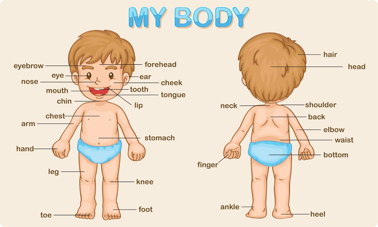 từ vựng tiếng Anh về bộ phận cơ thể người 